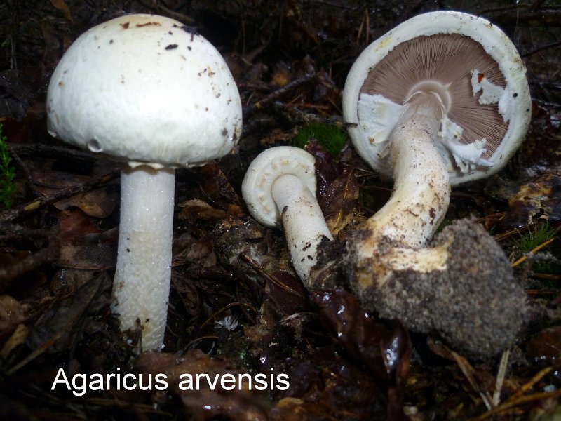 Agaricus arvensis-amf142.jpg - Agaricus arvensis ; Syn: Psalliota arvensis ; Non français: Agaric des jachères, Boule-de neige